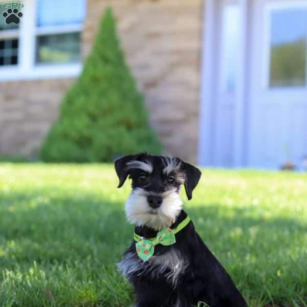 Kenan, Miniature Schnauzer Puppy